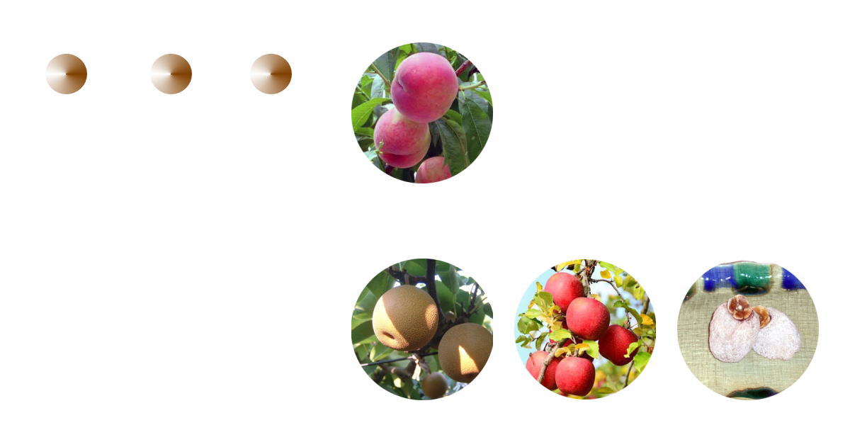 信州ネットドットコムお勧めの厳選南信州の桃・梨・りんご