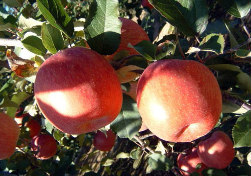 選びに選んだ南信州の最高級りんご（シナノスイート・シナノゴールド・ぐんま名月・サンふじ）