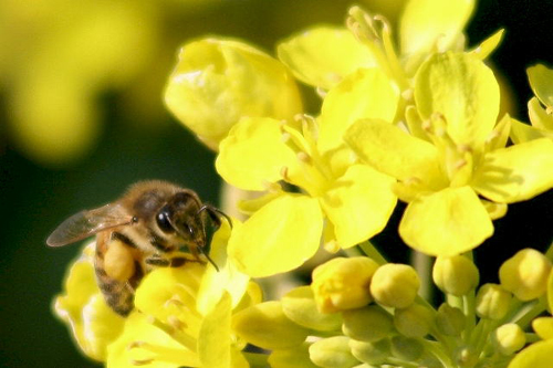 日本ミツバチの蜂蜜（ハチミツ）「千花蜜（せんかみつ）」